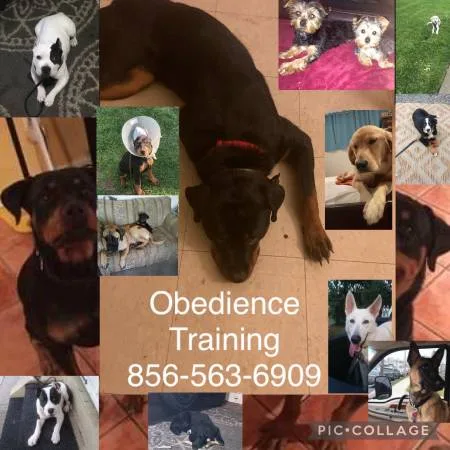 Canine handler ur dog responds