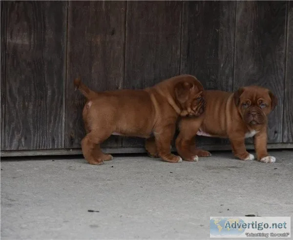 GORGEOUS PUPS READY NOWDogue De Bordeaux Pups For Sale