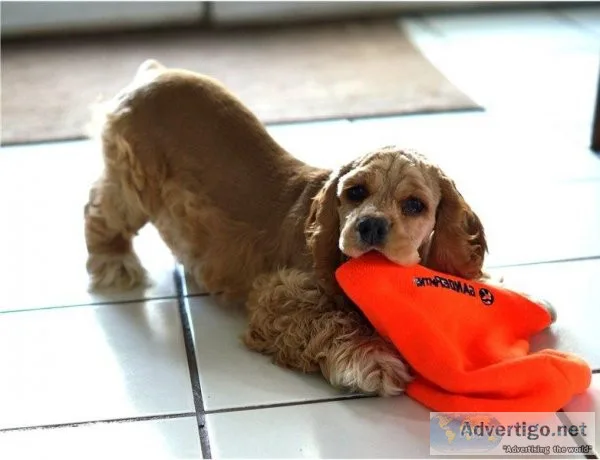 Cocker Spaniel Pups Ready-
