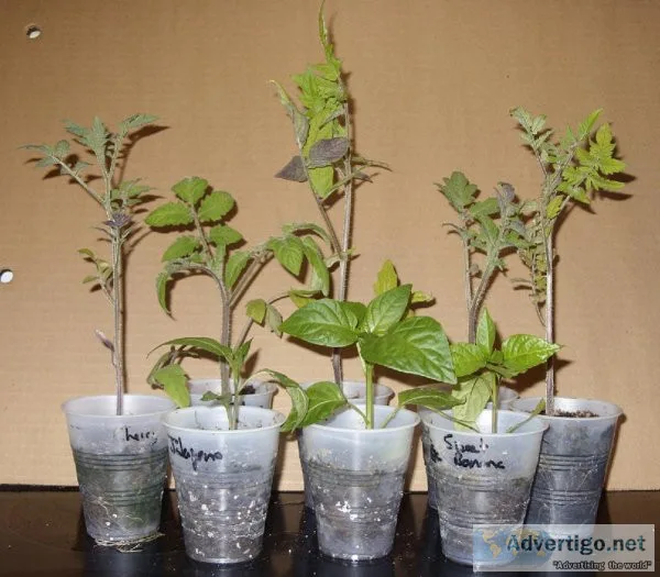 One Dollar Tomato and Pepper Plant Sale