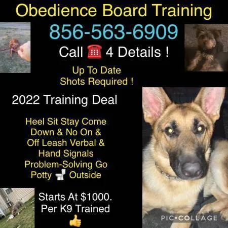 Uncontrollable k9 training go pro