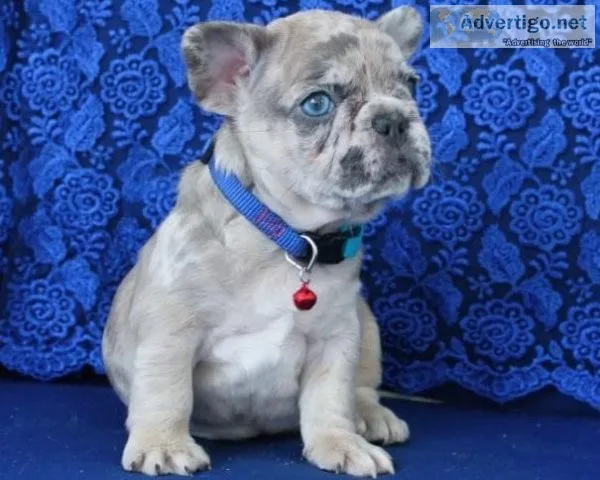 Reg Blue French Bulldog Puppies