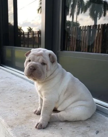 Lovely pure breed Chinese Shar Pei puppies Ready
