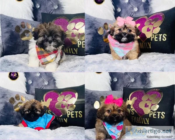Teddypoo Puppies