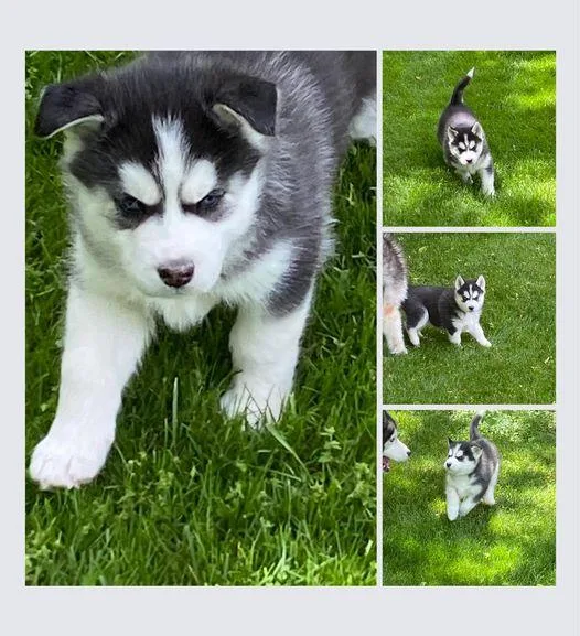 Beautiful Siberian Huskies