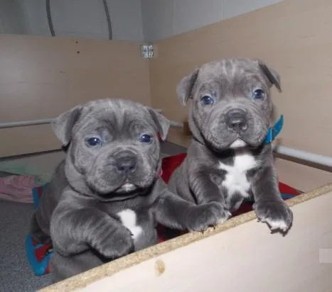 RESPONSIBLE HOMES ONLYStaffordshire Blue Terrier Puppies For Sal