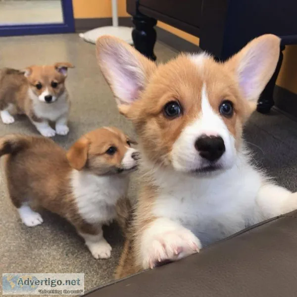 Beautiful Corgi puppies available
