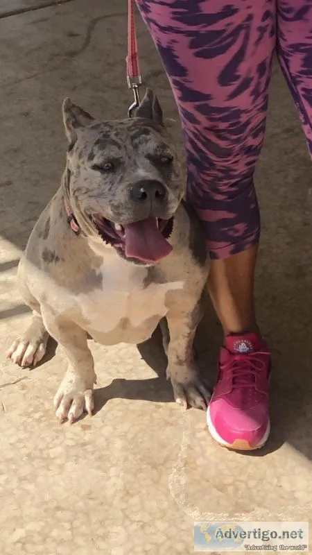 Merle American Bully