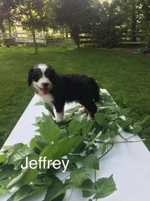 Jeffrey Mini Bernedoodle