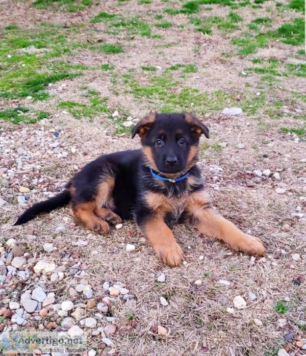 AKc Reg German Shepherd Pups For Sale.