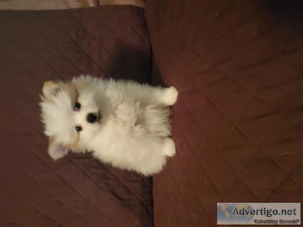CKC male pomeranian