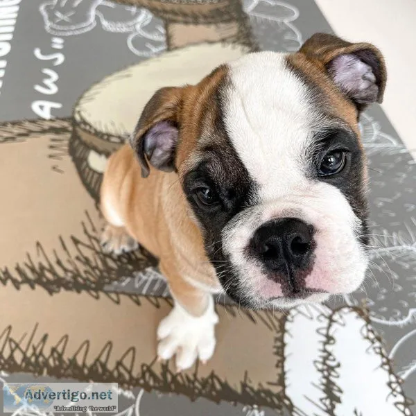 English Bulldog Puppy
