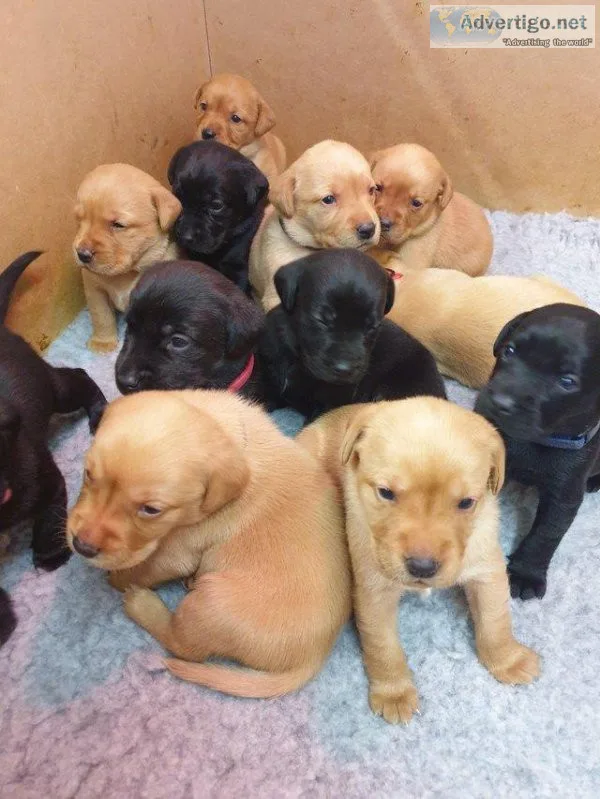 KC registered Labrador puppies