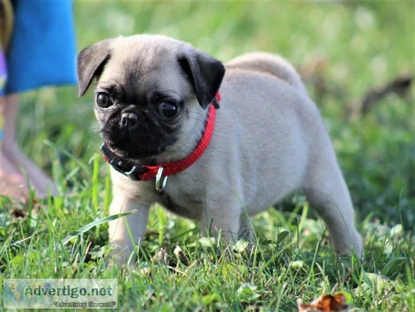 AKC Registered Black and Fawn Pug Puppies For Sale.