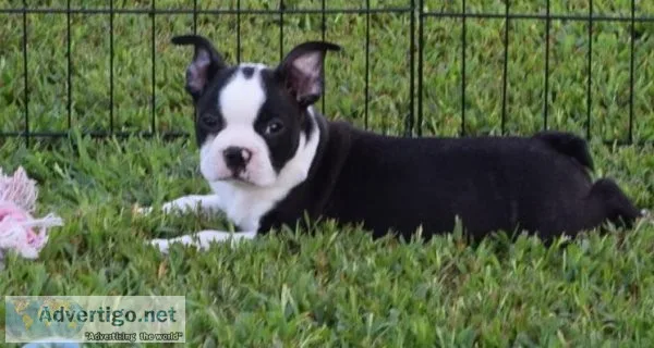Healthy Energetic Tiny Boston Terrier Pups