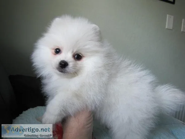 Gorgeous Pomeranian Pups Available