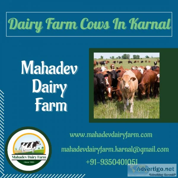 Dairy Farm Cows In Karnal  Mahadev Dairy Farm