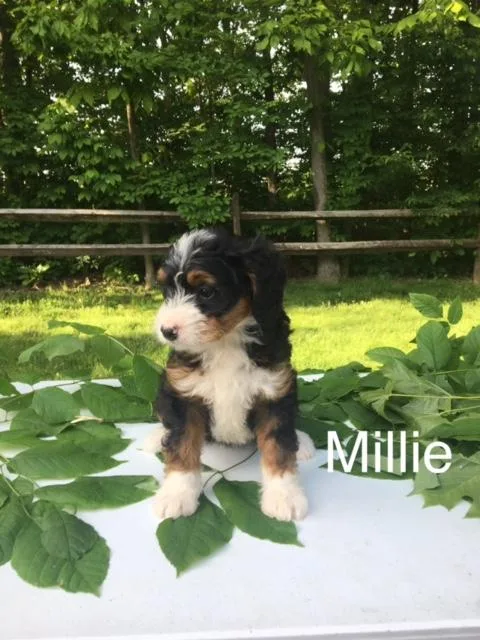 Millie mini Bernedoodle