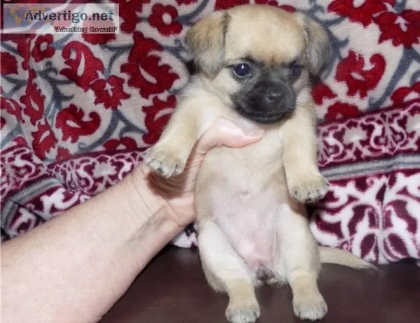 Brussels Griffon Puppies Ready Now