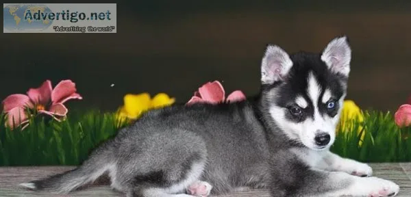 Alaskan Malamute Pups Now Ready