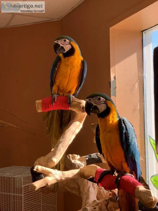 Blue and Gold Macaw Parrots Very Tame Comes with Cage Set Up.