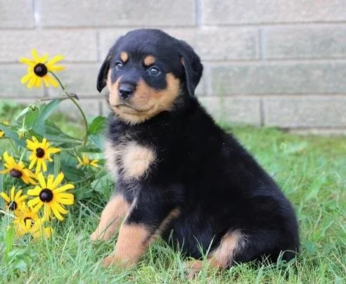 Pure German Rotteiler Pups