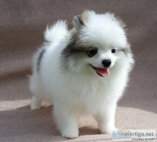 Pomeranian Puppies For Sale