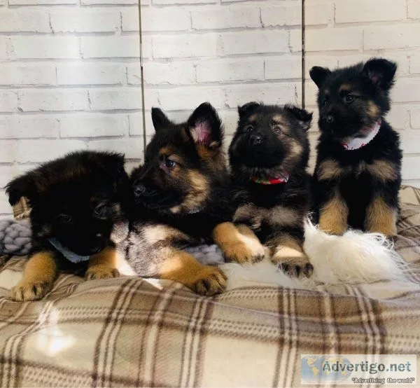 German shepherd puppies