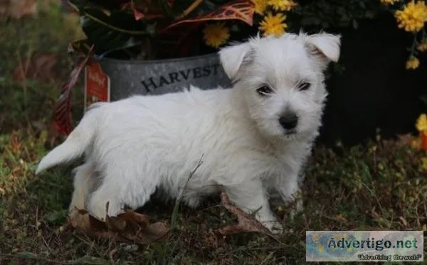 Stunning White West Highland Terrie Puppies For Sale.