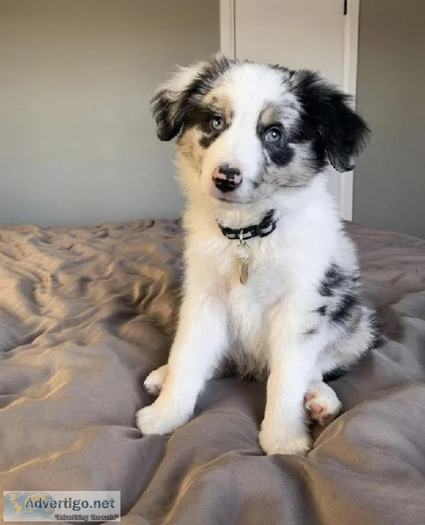 Australian Shepherd Puppies for sale