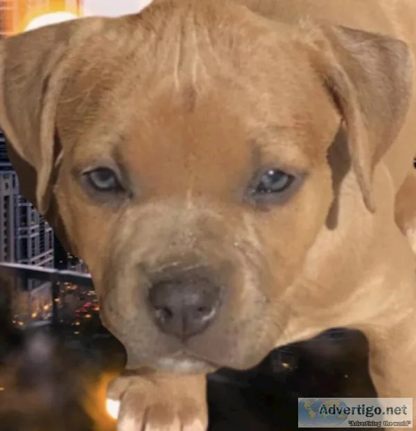 American Bully