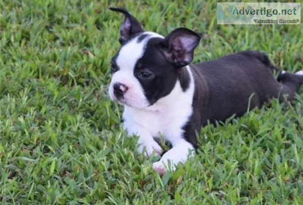 HIGH QUALITY KC REG PUPS READYBoston Terrier Puppies For Sale.