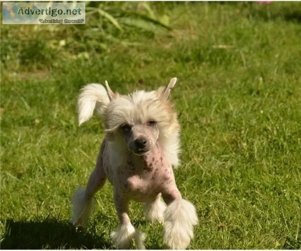 Quality Chinese Crested Pups Ready