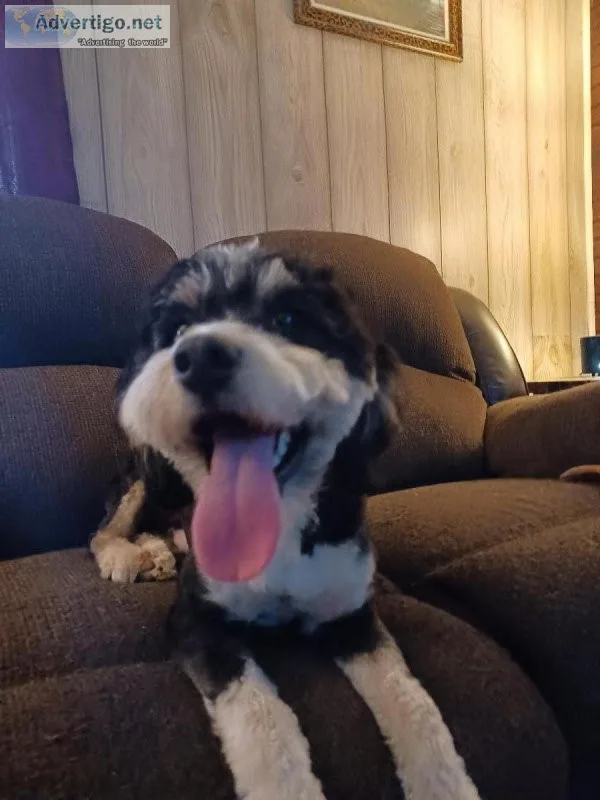 Aussie Doodle
