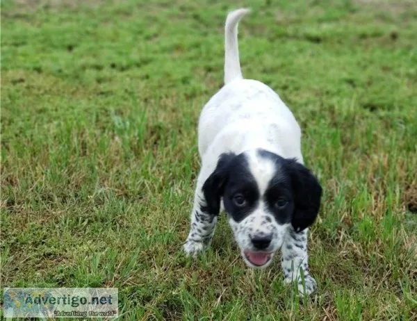 English Setter Pups Ready Now