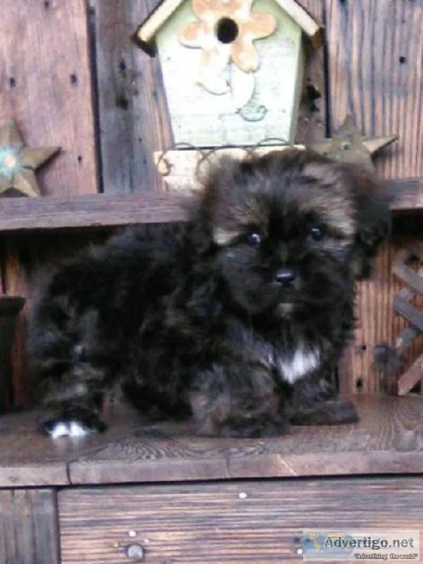 Shadow Shorkie