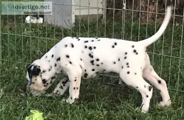 Beautiful Spotted Dalmatian Pups For Sale.