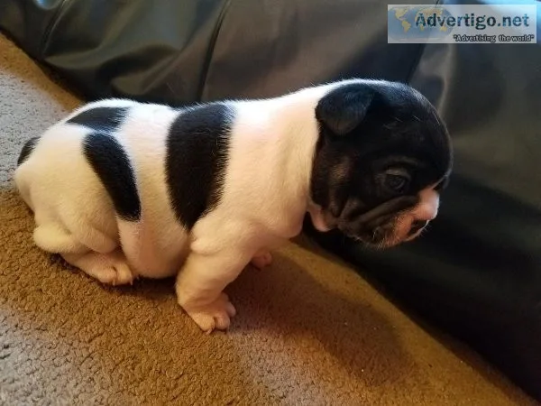 Frenchie Pup Female and Male