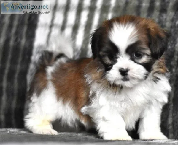 Adorable Male And Female Shih Tzu Puppies Ready