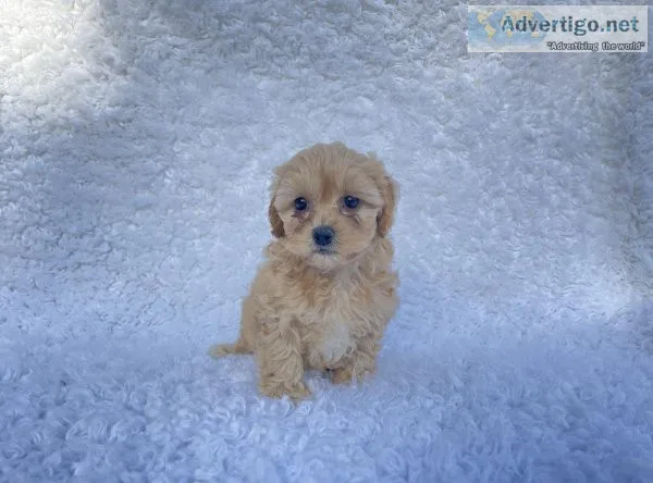Toy Poodle Puppies