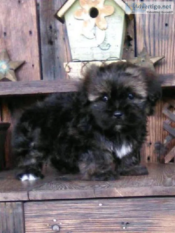Tyler Shorkie