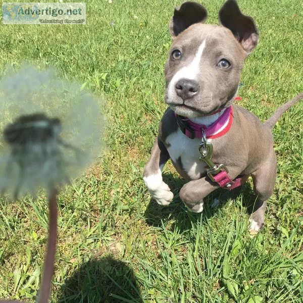 American Pit Bull Terrier Pups Now Ready