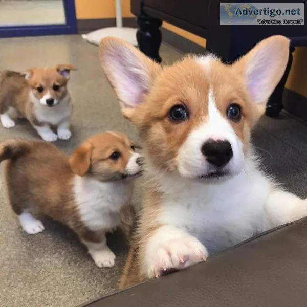 Beautiful Corgi puppies available