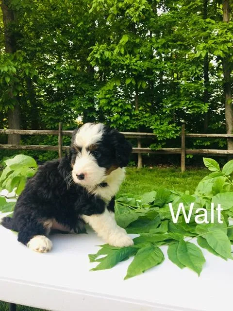 Walt mini Bernedoodle