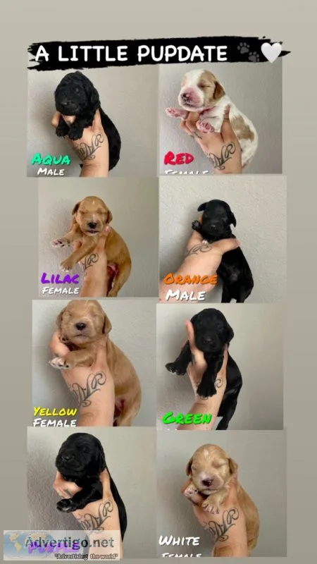 Goldendoodle puppies