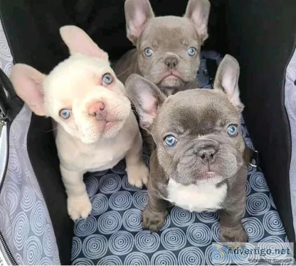 French bulldog puppies for adoption