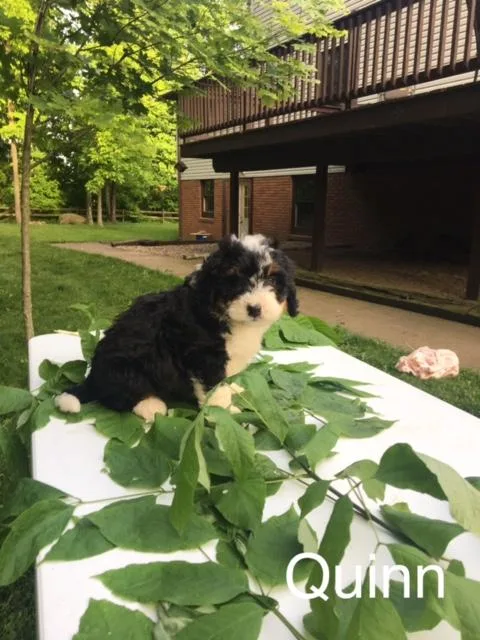 Quinn Mini Bernedoodle