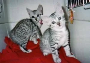 Lovely Eygtian mau kittens for adoption
