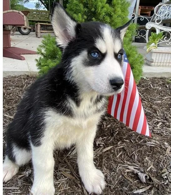 Broad siberian husky puppy