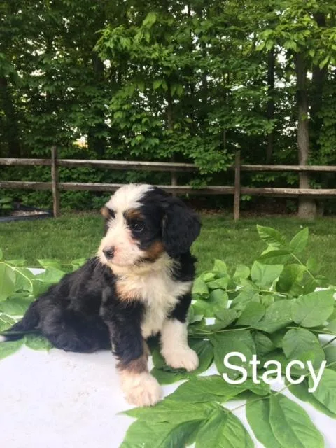 Stacy mini Bernedoodle